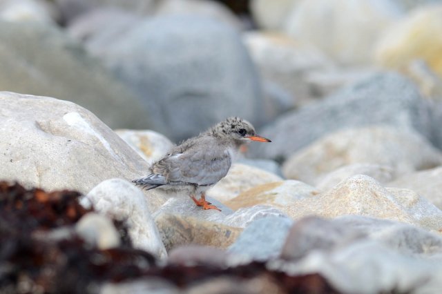 Sterne arctique / Arctic Tern